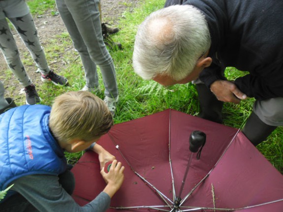 diertjes in de paraplu