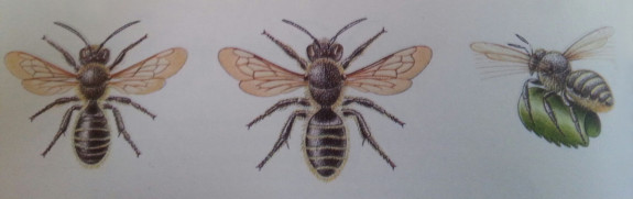 behangersbij