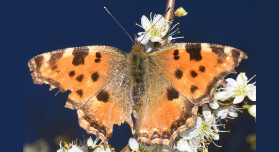 Grote vos (foto: Hans Melissen)