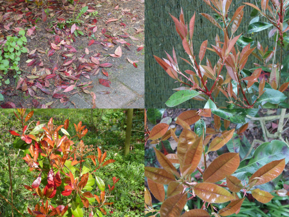 photinia collage