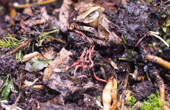 rode regenwormen in composthoop