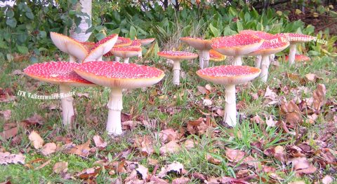 Paddenstoelentocht in het Leenderbos