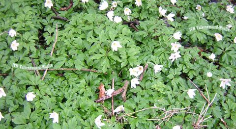 Lentenummer afdelingsblad