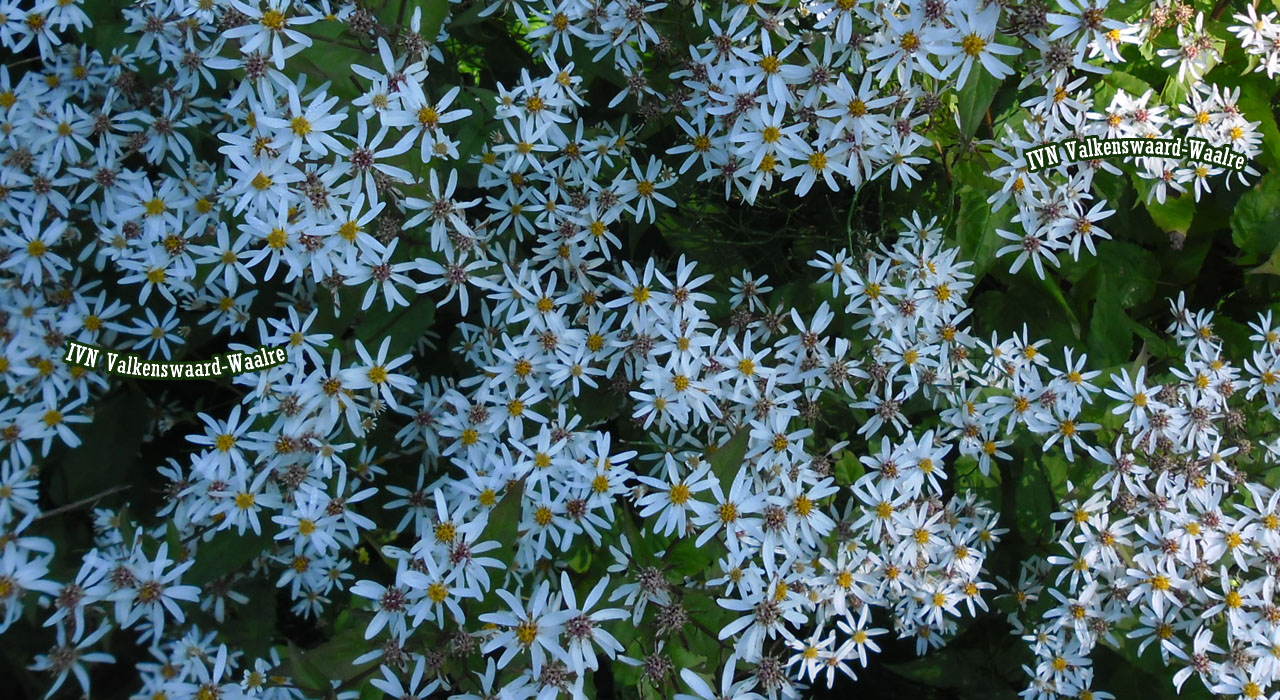 Herfstnummer afdelingsblad