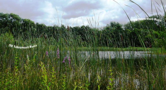 Wandeling Leenderbos/Oase IVN Valkenswaard-Waalre