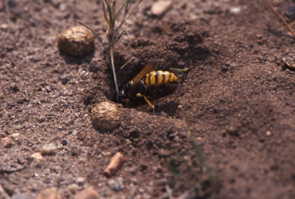 graafwesp gaat gang binnen