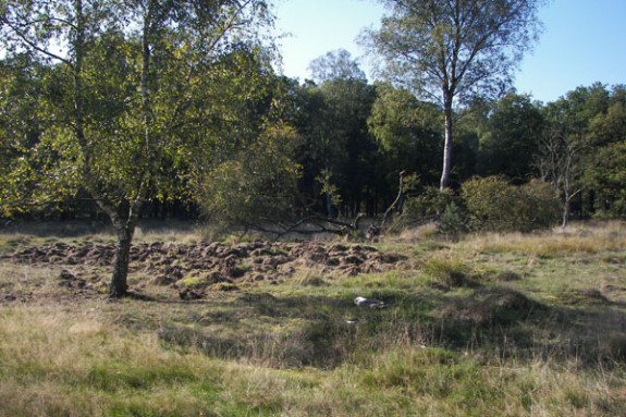 wroetwerk wilde zwijnen op Hoge Veluwe