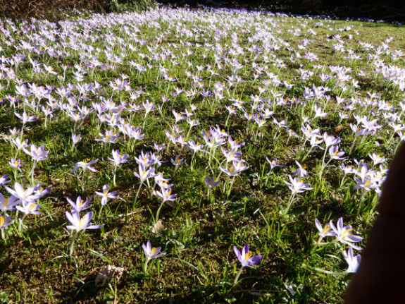 veld vol vroege krokussen