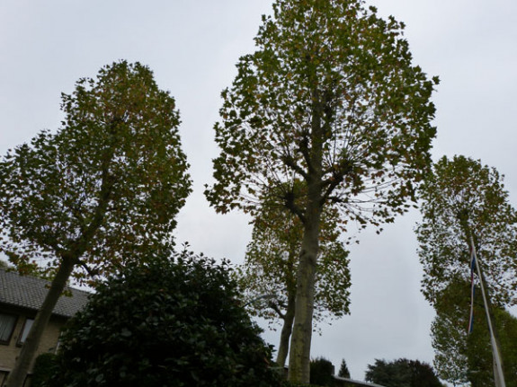 uitgedunde kroon platanen