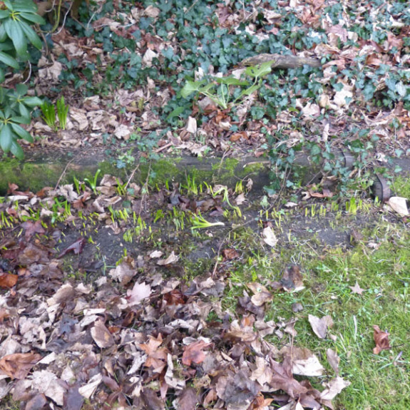 jonge plantenscheuten