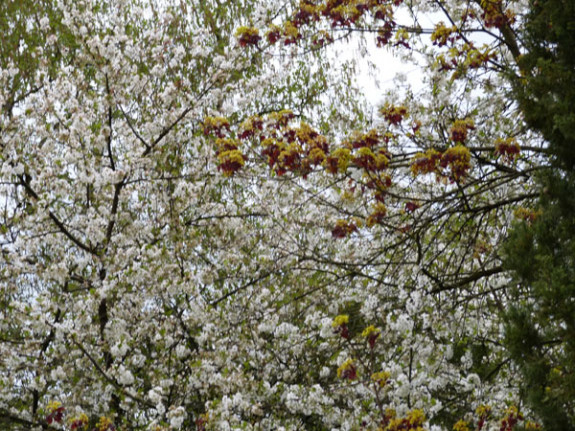 bloeiende kers en esdoorn