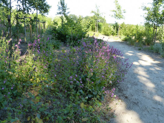 IVN-tuin Riethoven, nieuwe boomaanplant