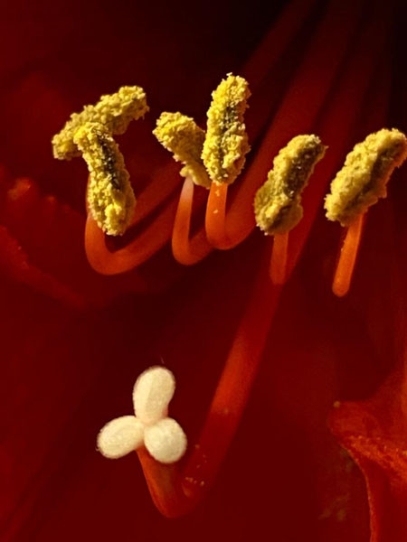 amaryllis meeldraden en stamper