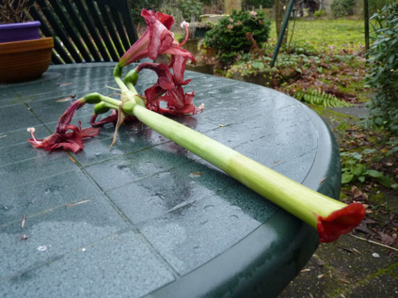 amaryllis rood sap