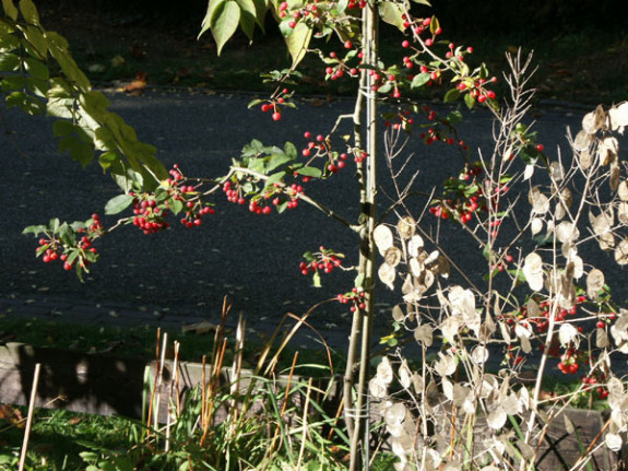 sierappeltjes