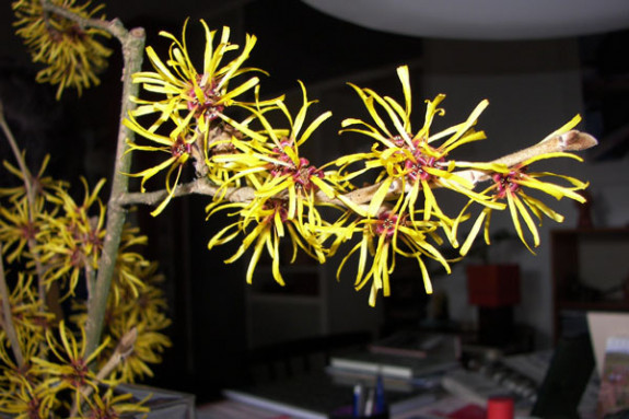 hamamelis bloemen