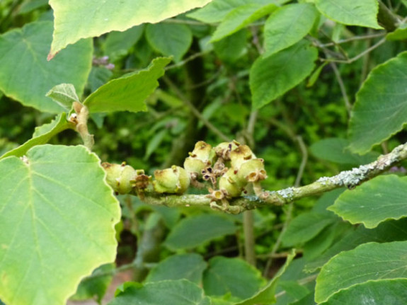 hamamelis vruchten