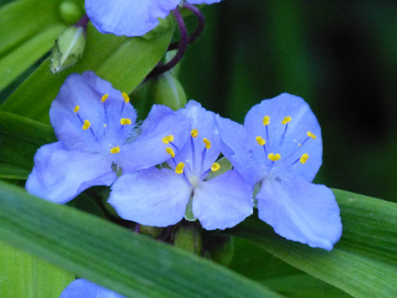 tradescantia