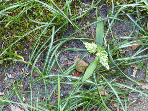 kiemplant bonte esdoorn