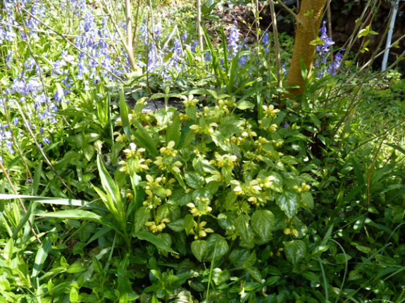 gele dovenetel boshyacint