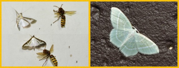 160908 nachtvlinderen IVN Valkenswaard-Waalre