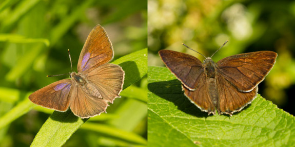 eikenpages (Bernard Fransen)