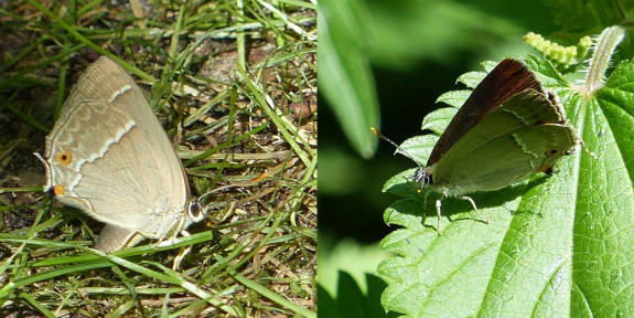 eikenpages (Magda Perik)