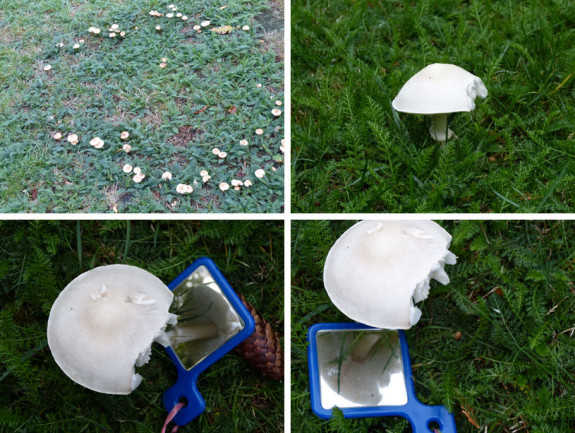 collage paddenstoelen