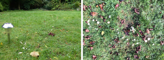 collage paddenstoelen 2
