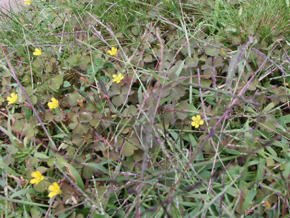 gehoornde klaverzuring