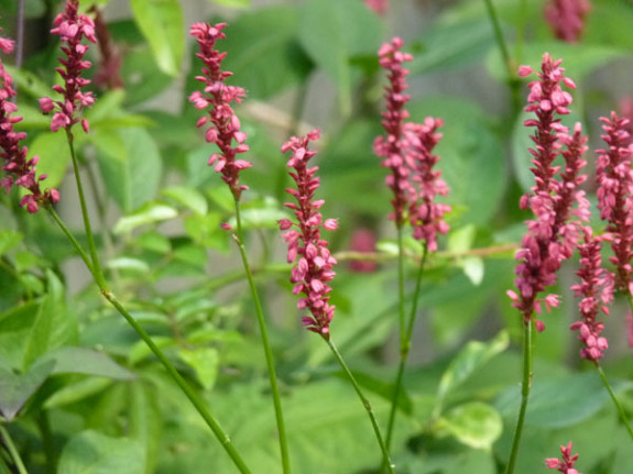 persicaria bloeiwijze