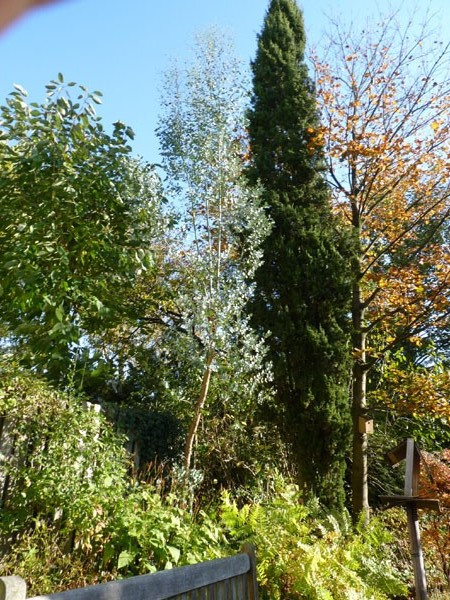 eucalyptus en cipres