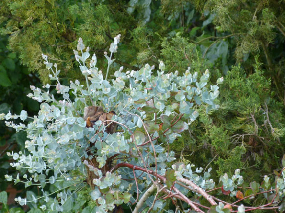 eucalyptus nieuwe groei