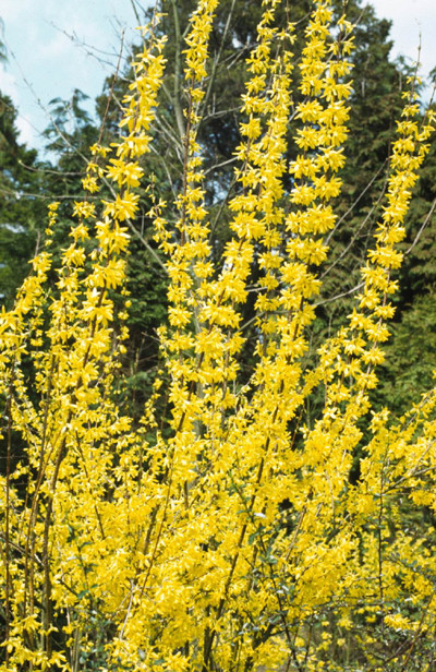 Forsythia struik