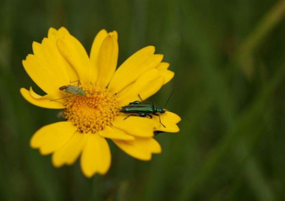 1e prijs fotowedstrijd (Ganzenbloem)