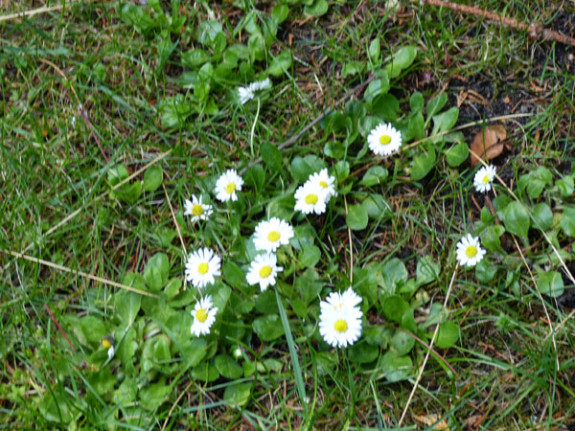 madeliefjes met grondrozet