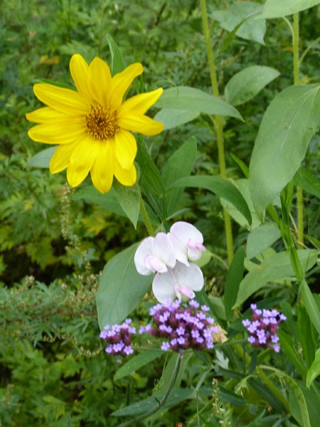 Bloemen heemtuin IVN Valkenswaard-Waalre