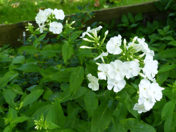 phlox