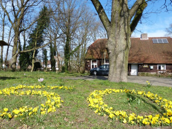 viooltjes 50 jaar IVN Valkenswaard-Waalre