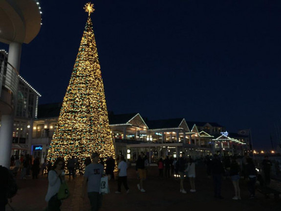 kerstboom Kaapstad