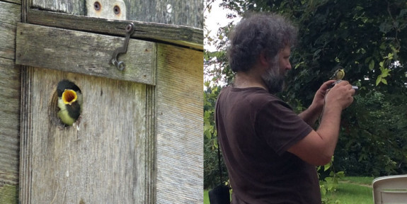 jonge koolmees collage