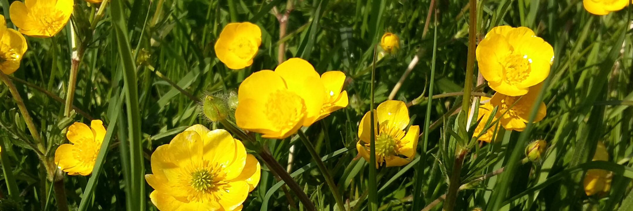 boterbloemen kop 3op1