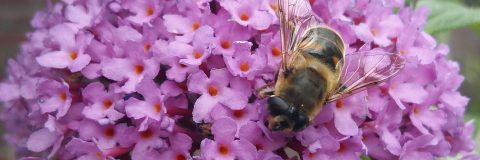 honingbij op bloem kop 3op1