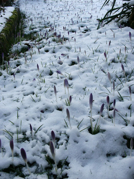 krokussen in de sneeuw