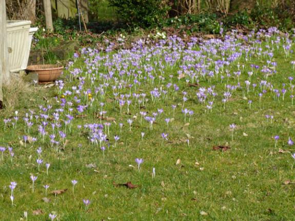 krokussen dun en veel