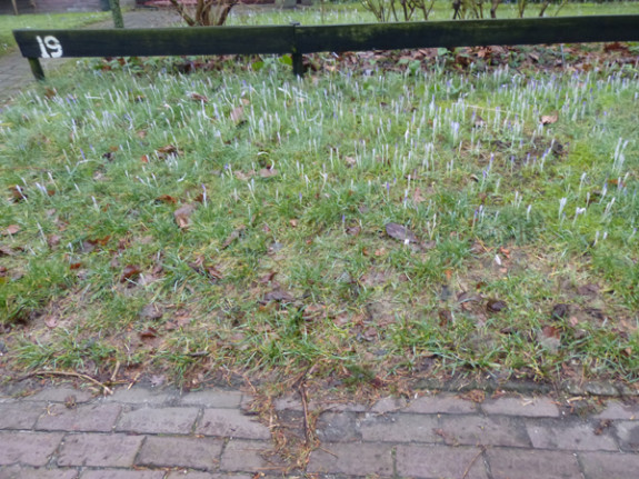 krokus lucifers