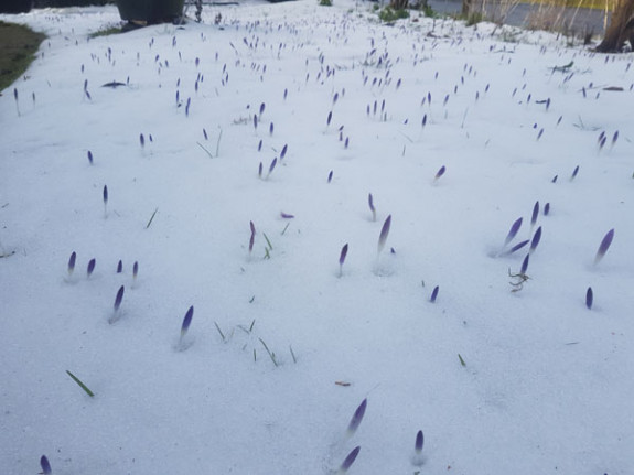 krokusknoppen in de sneeuw