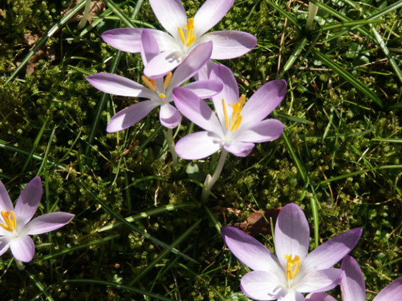 boerenkrokus