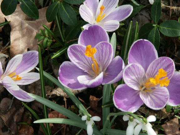 voorjaars crocus
