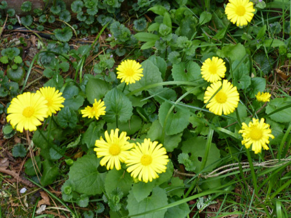 voorjaars zonnebloem